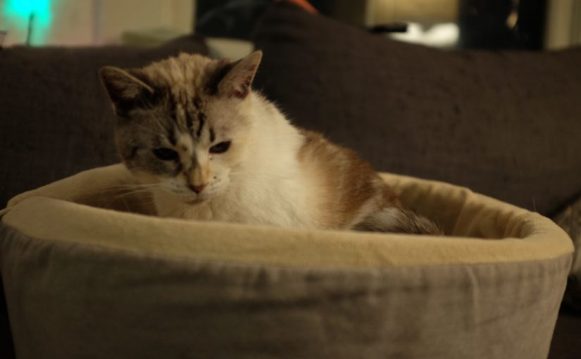 a small brown and white cat sits in a green and white cat bed
