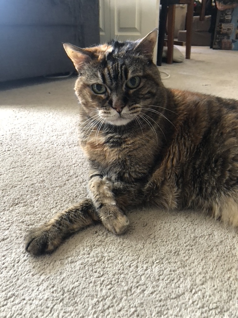A grumpy tortie cat sitting on carpet, her front legs crossed, looking at the camera as if she thinks you've done something really dumb