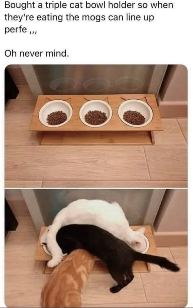 Bought a triple cat bowl holder so when they're eating the mogs can line up perfe ,,,
Oh never mind.
(Photo of a wooden frame holding three bowls of kibble, followed by a photo of three cats eating from it, all overlapping each other instead of lined up one in front of each bowl.)